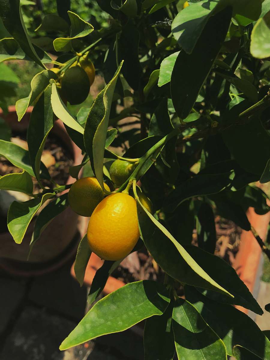 citrus fruit oval yellow fruit plant